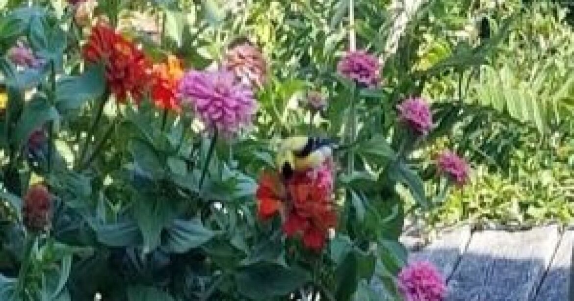 Inviting Wildlife into Your Garden Inviting Wildlife into Your Garden