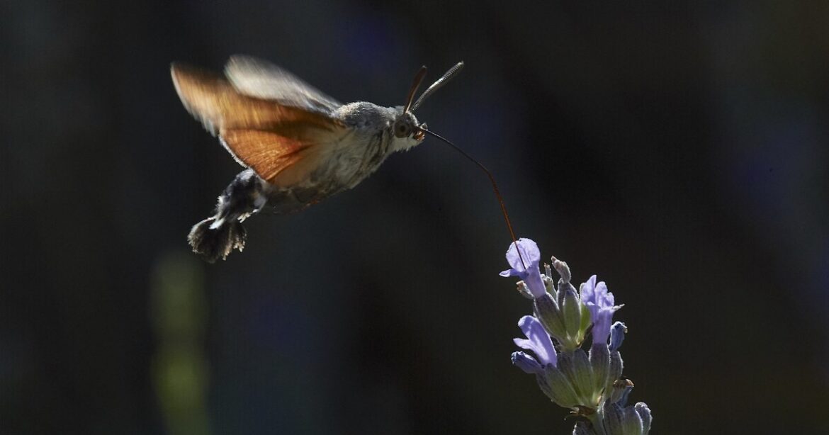 Small creatures, big impact: How garden insects keep ecosystems alive