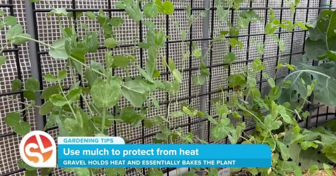 Tips from an expert: gardening in Arizona's heat