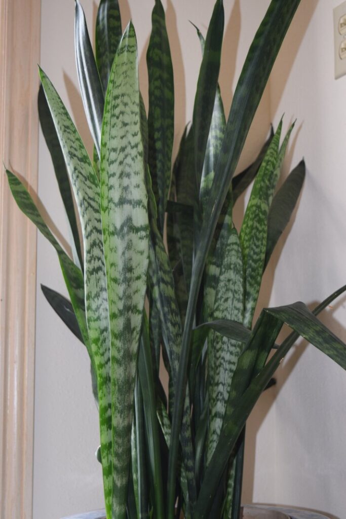 Ask the Master Gardener: Snake plants endure where other plants fail – Brainerd Dispatch Ask the Master Gardener: Snake plants endure where other plants fail - Brainerd Dispatch