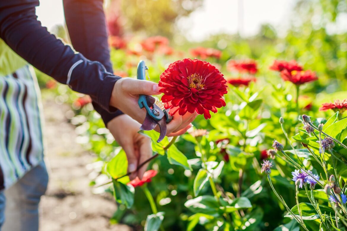 Want flowers for your table? Try growing a cutting garden - Alexandria Echo Press