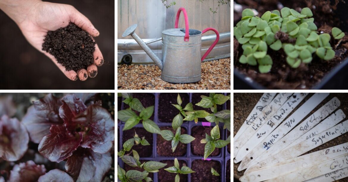 A step-by-step guide to planting an edible garden this spring