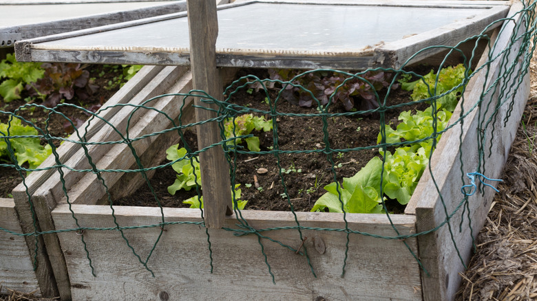 Lettuce growing in a cold frame