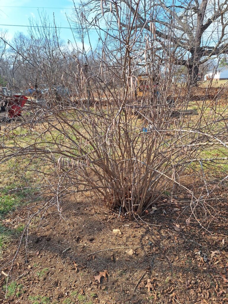 American Hazelnut American Hazelnut