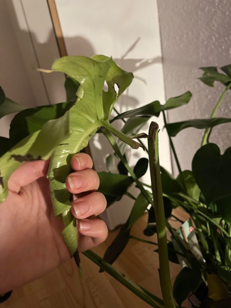 Monstera Leaves breaking off