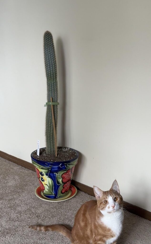 Went to a greenhouse today and just had to have it