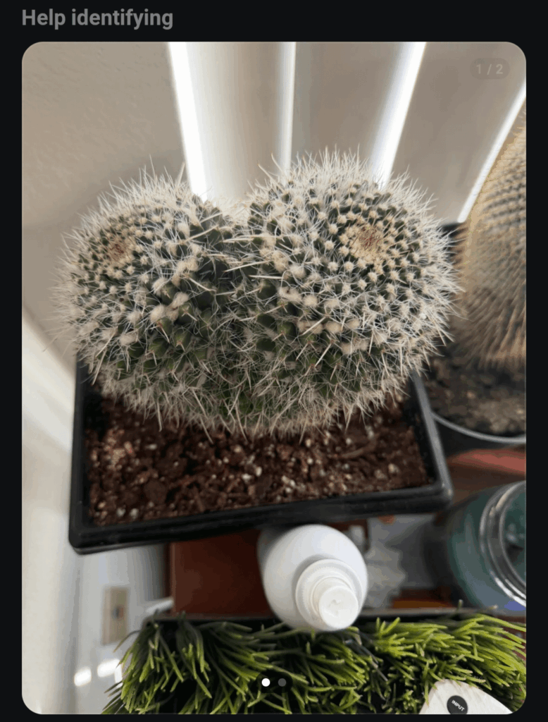 What kind of boobies do I have?