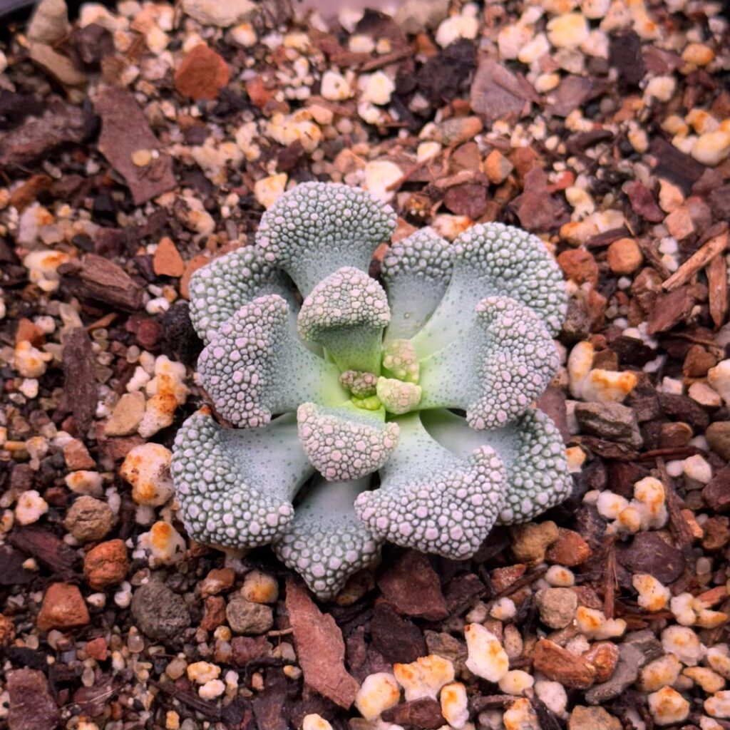 Selected seedlings