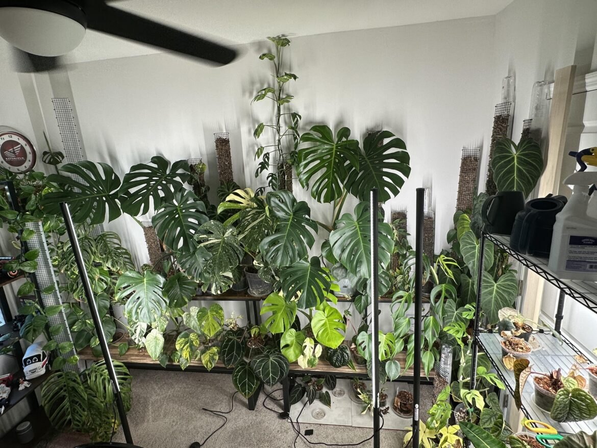 My wife said I can only get small plants.