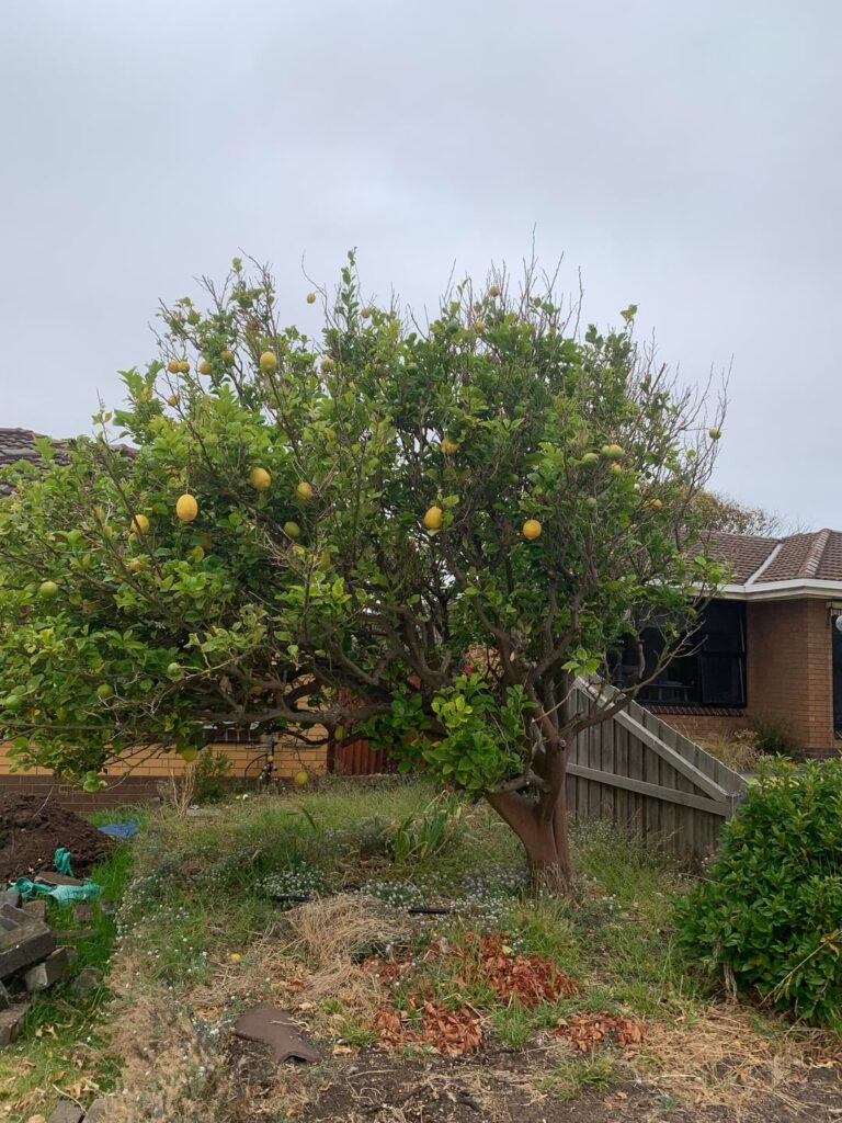 Advice about size of root and general health of this Lemon tree please