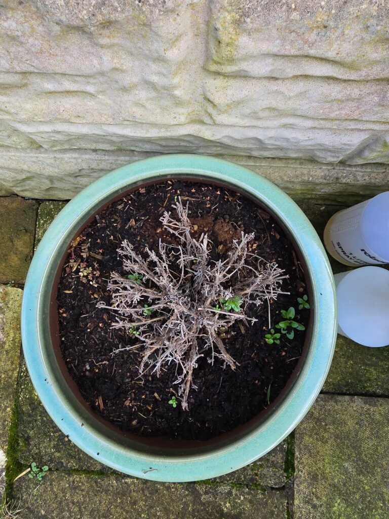 Is my Lavender a Write Off?