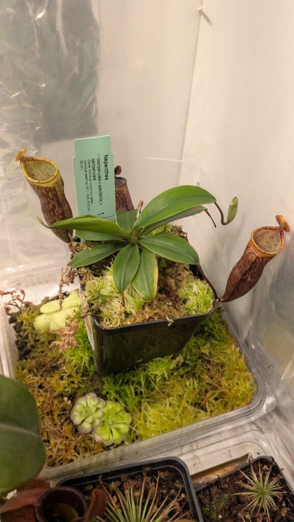 (campanulata x spectabilis) x campanulata AW.