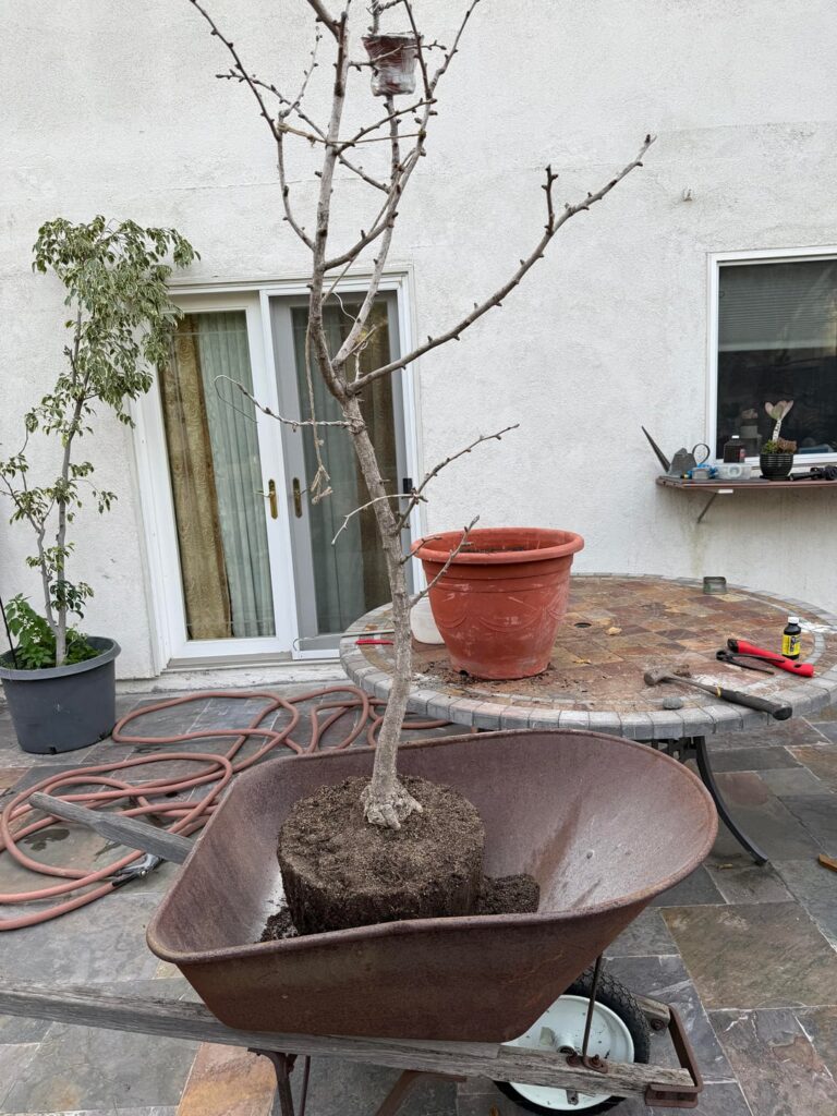 First repot for this Ginkgo