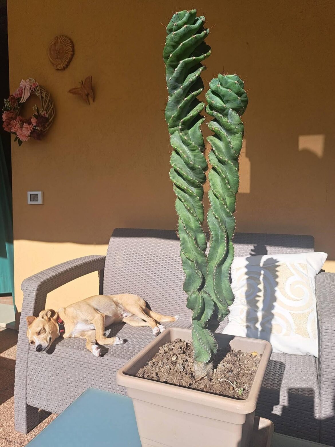 need advice on the price of a plant