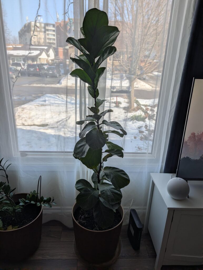 Notoriously stubborn fiddle leaf