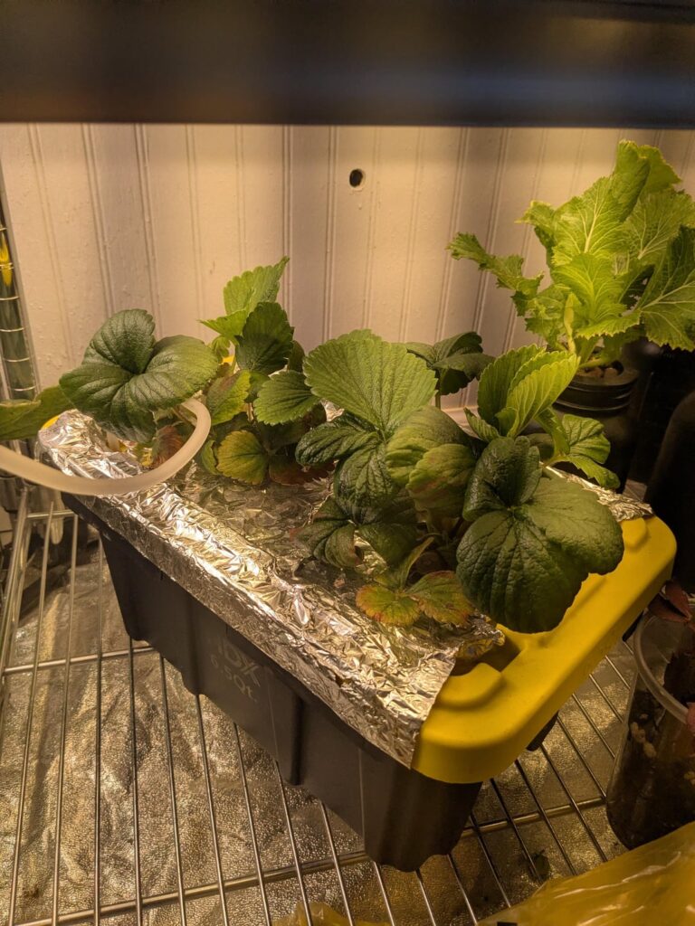 Strawberries are not easy