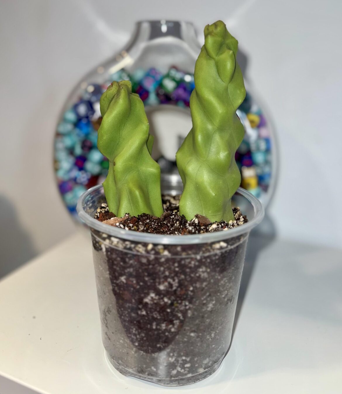 Propagation advice - Totem Poll Cactus