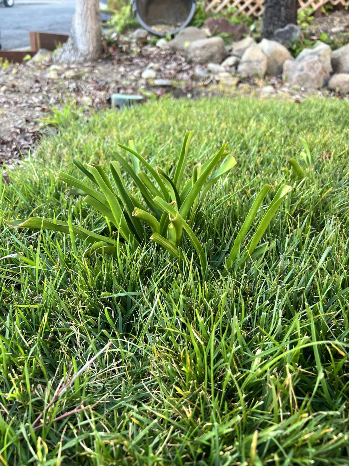 How do I get rid of these bulbs growing up through my lane