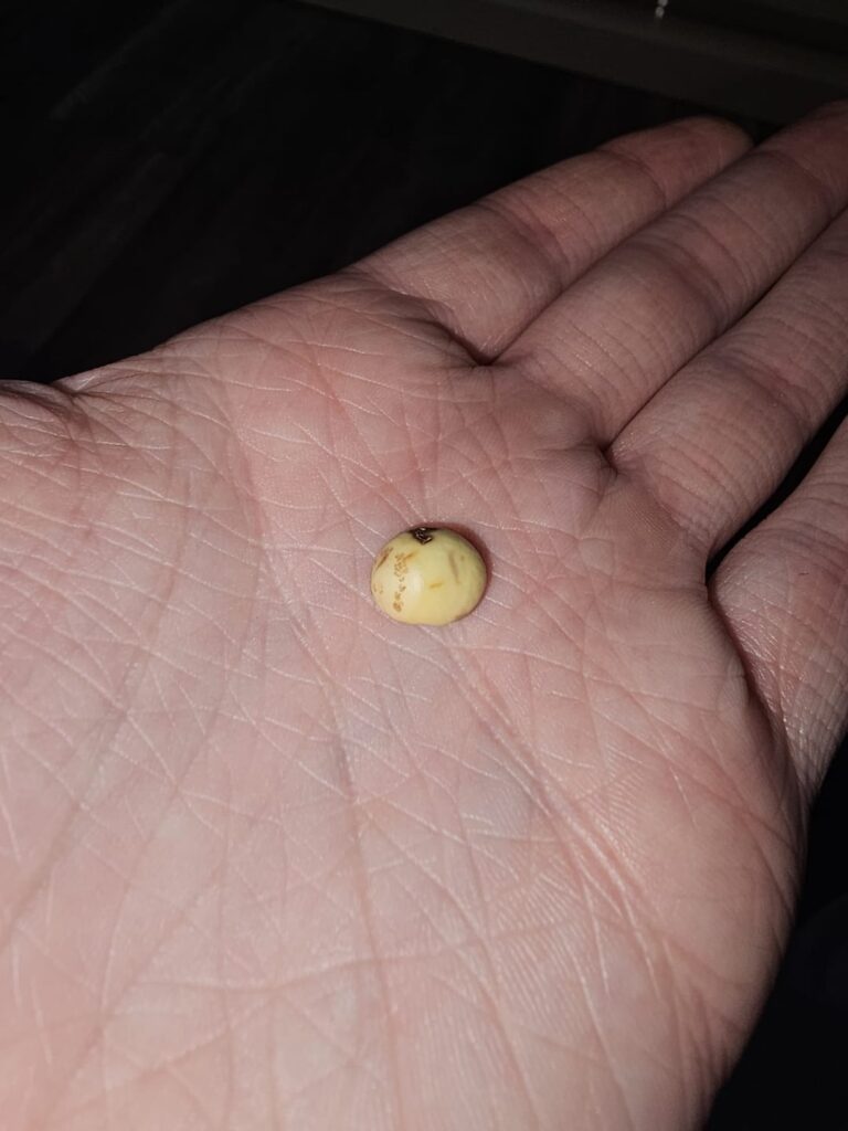 What is this seed? Found in garden