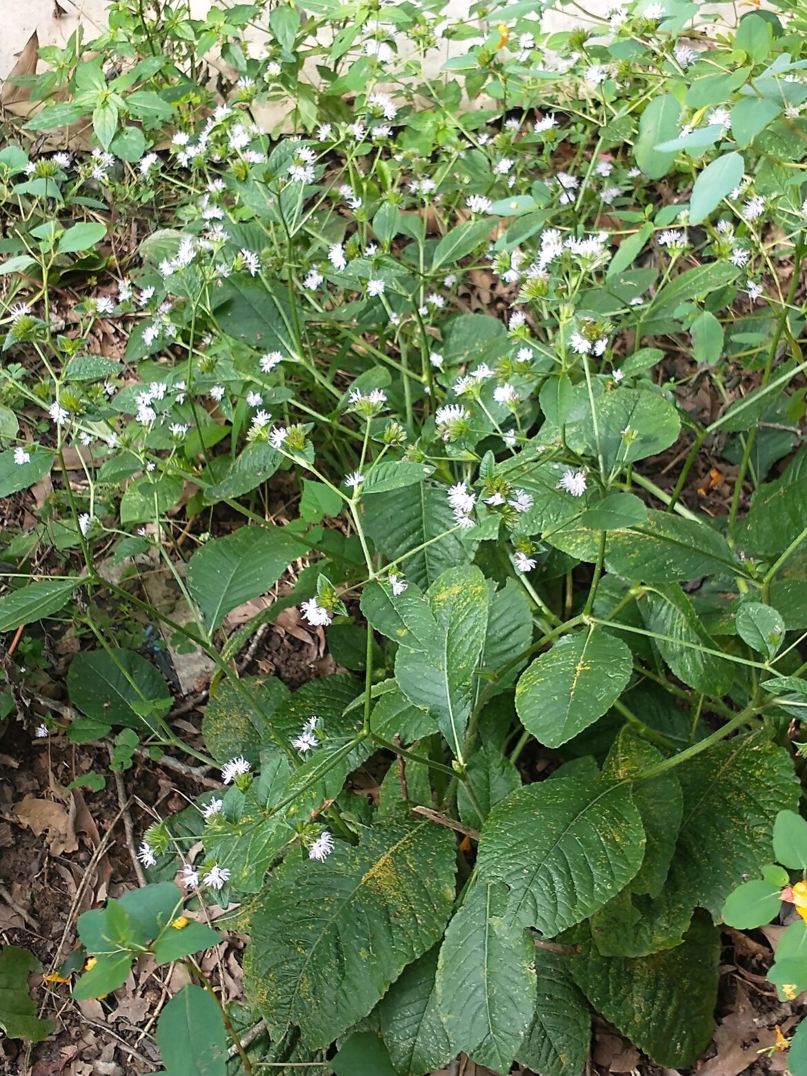 (OC) Carolina Elephants Foot
