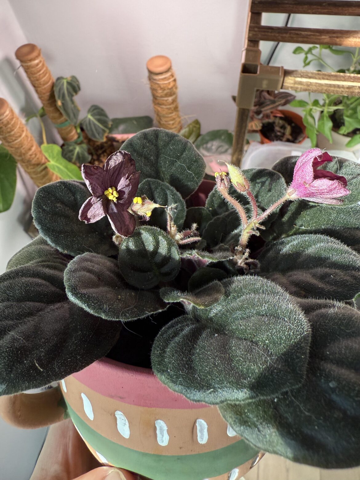 These are seed pods yeah?