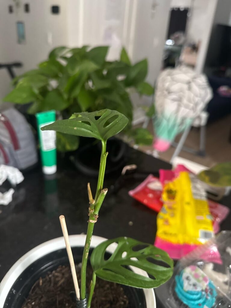 Is this done growing or will it continue?