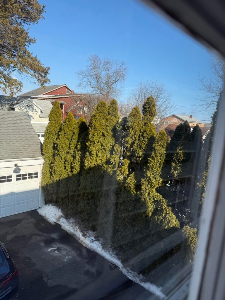 Can these arborvitae be trimmed? Can these arborvitae be trimmed?