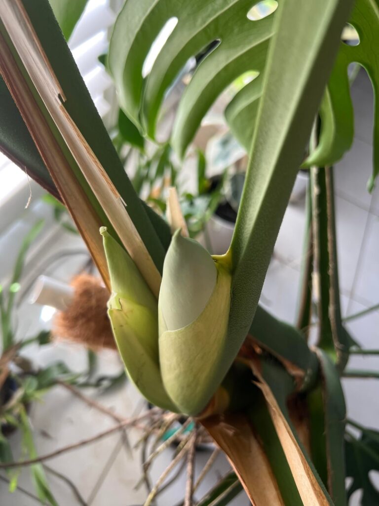 OMG I just realised my monstera is flowering(triplets)!Plus some concerns.