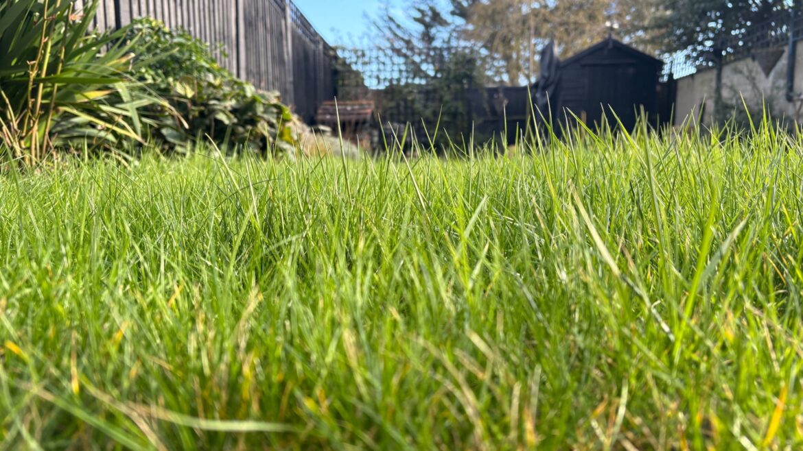 My grass is really long, but even I'm not mowing it yet