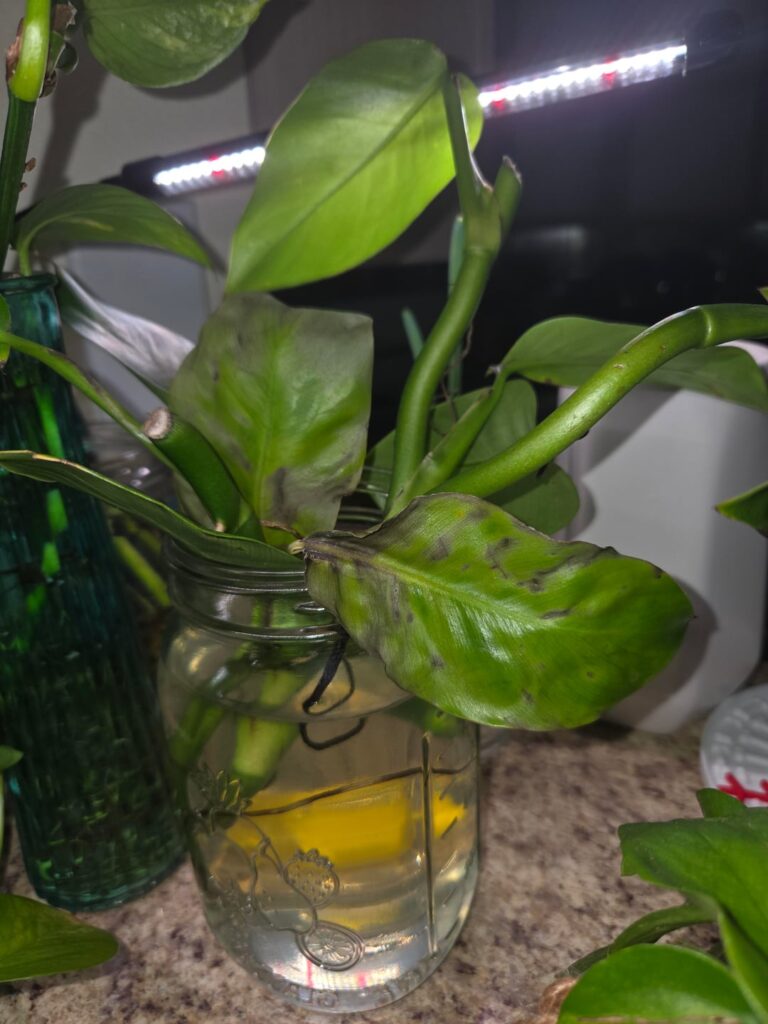 Black spots on Pothos?