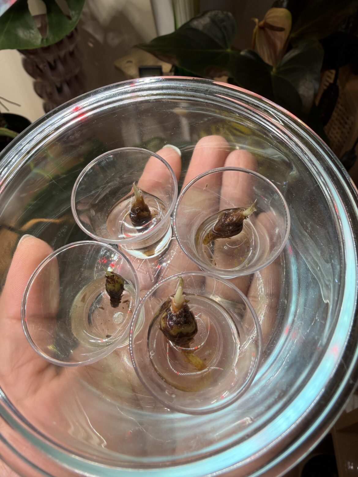 Corms Hovering - You too?