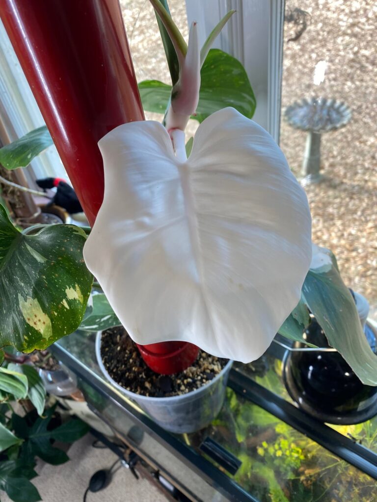 Update on my stupid idiot plant!