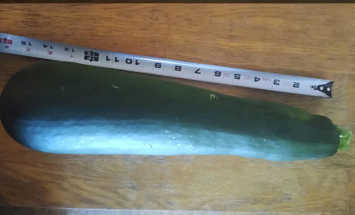 Zucchini is great in the garden. This was the biggest I've harvested in the past. 15 1/2 inches long and weighing nearly 5 pounds. It seemed to grow overnight.