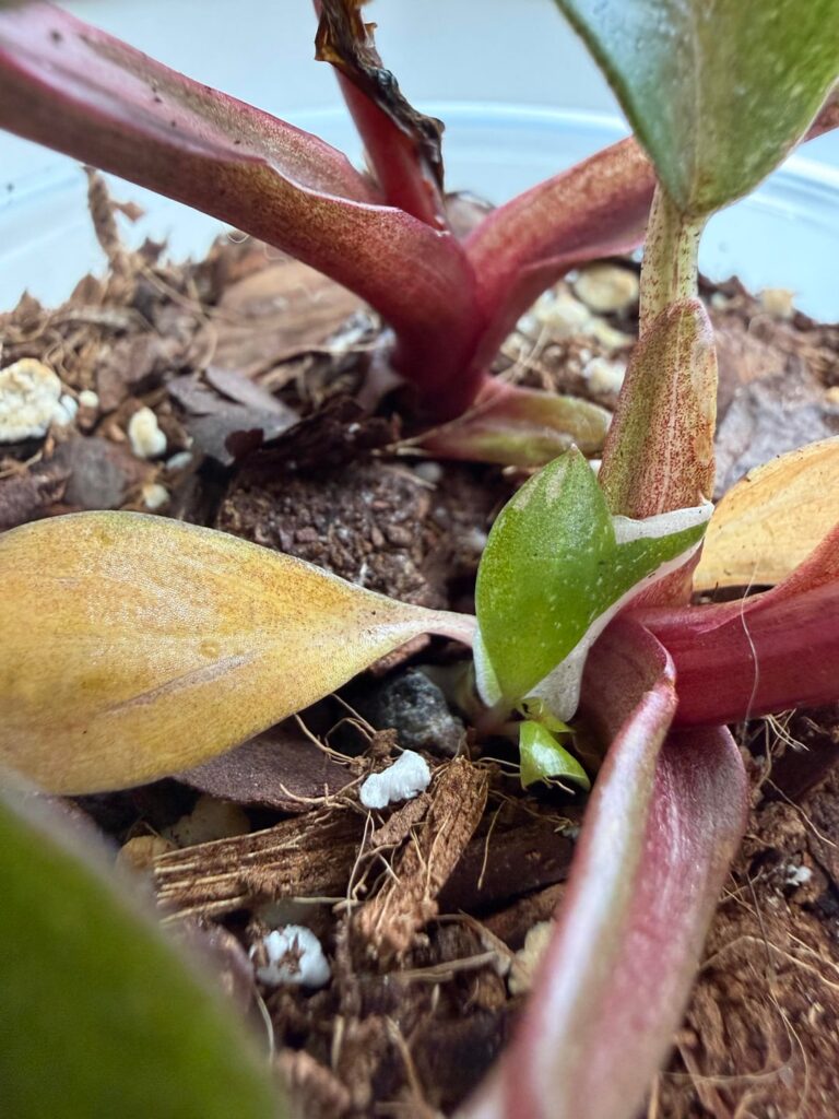 just got two PPPs in the mail a few days ago. is this a baby?