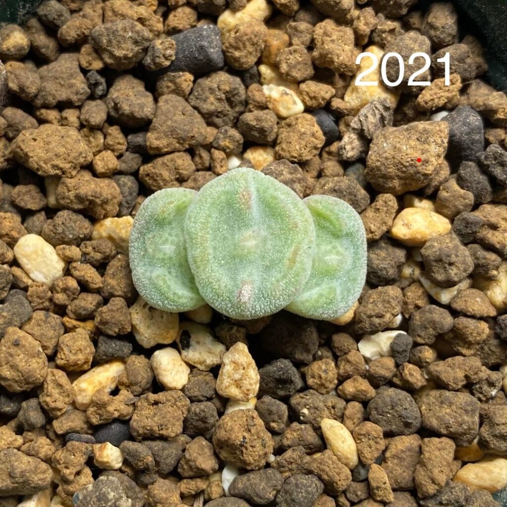 Conophytum ernstii ssp. cerebellum - 3 Years of Growth (2021→2024)