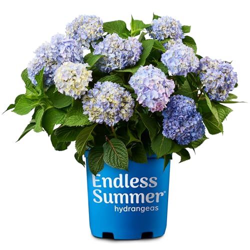 Endless Summer Hydrangea Original, 1 Gallon