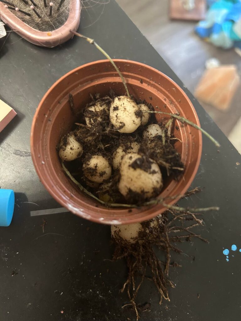 Propagating tubers without vibes?