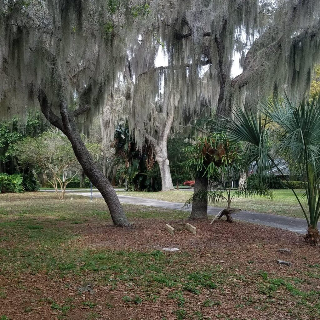 My grandmother’s backyard (Eastern FL)