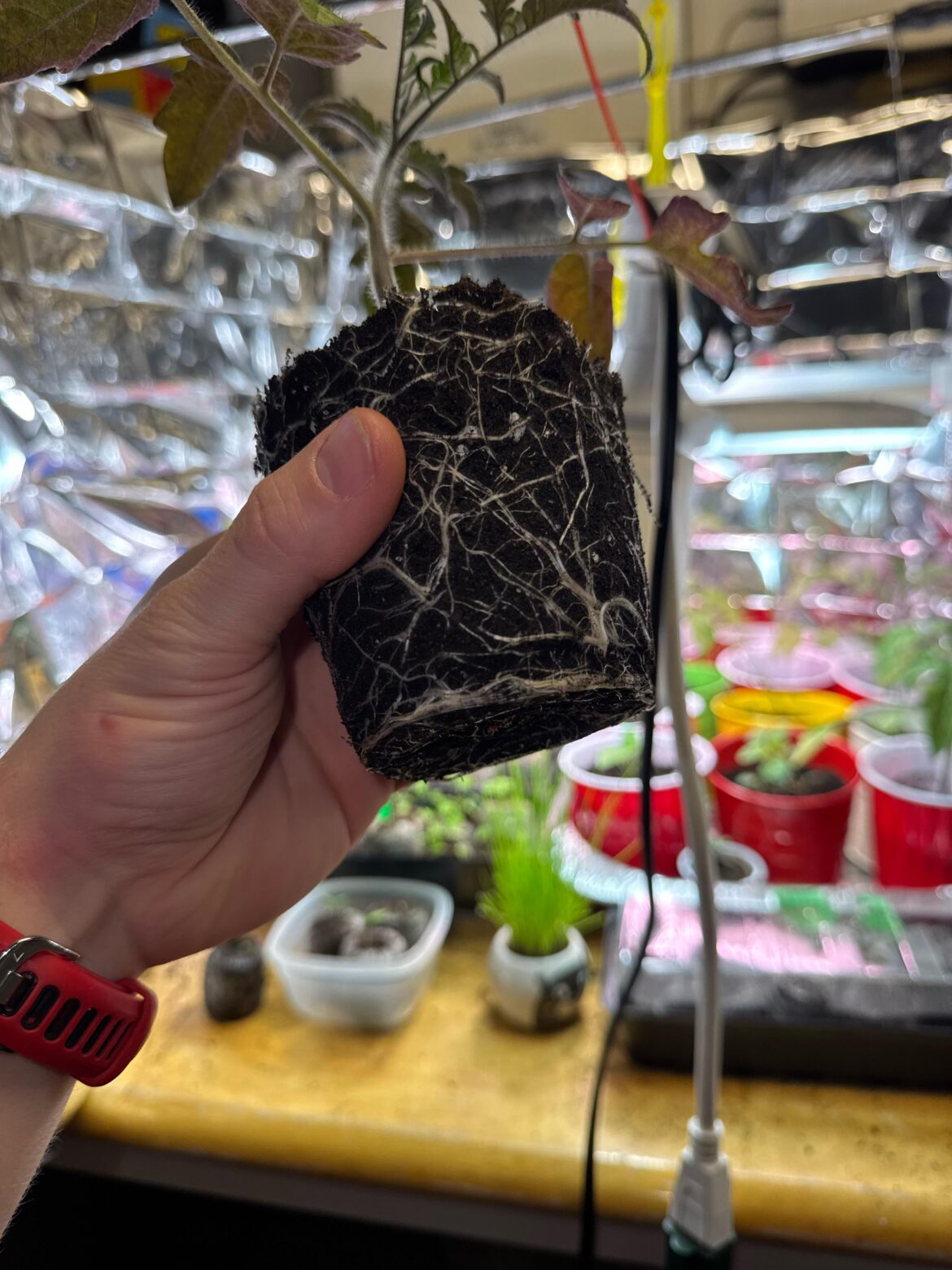 Should I pot up? Tomatoes