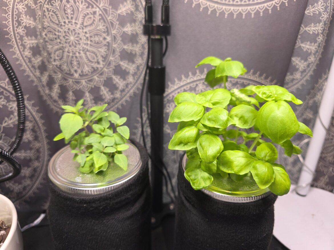 My kratky method hydroponic herbs