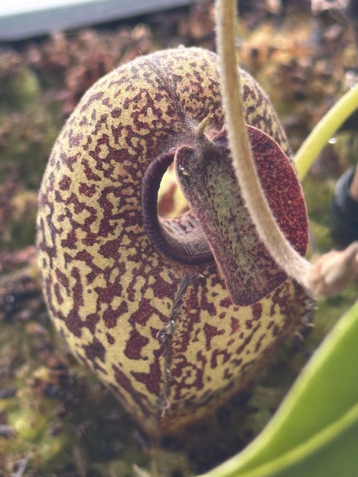 Any carnivorous plant lovers in New Haven, CT?