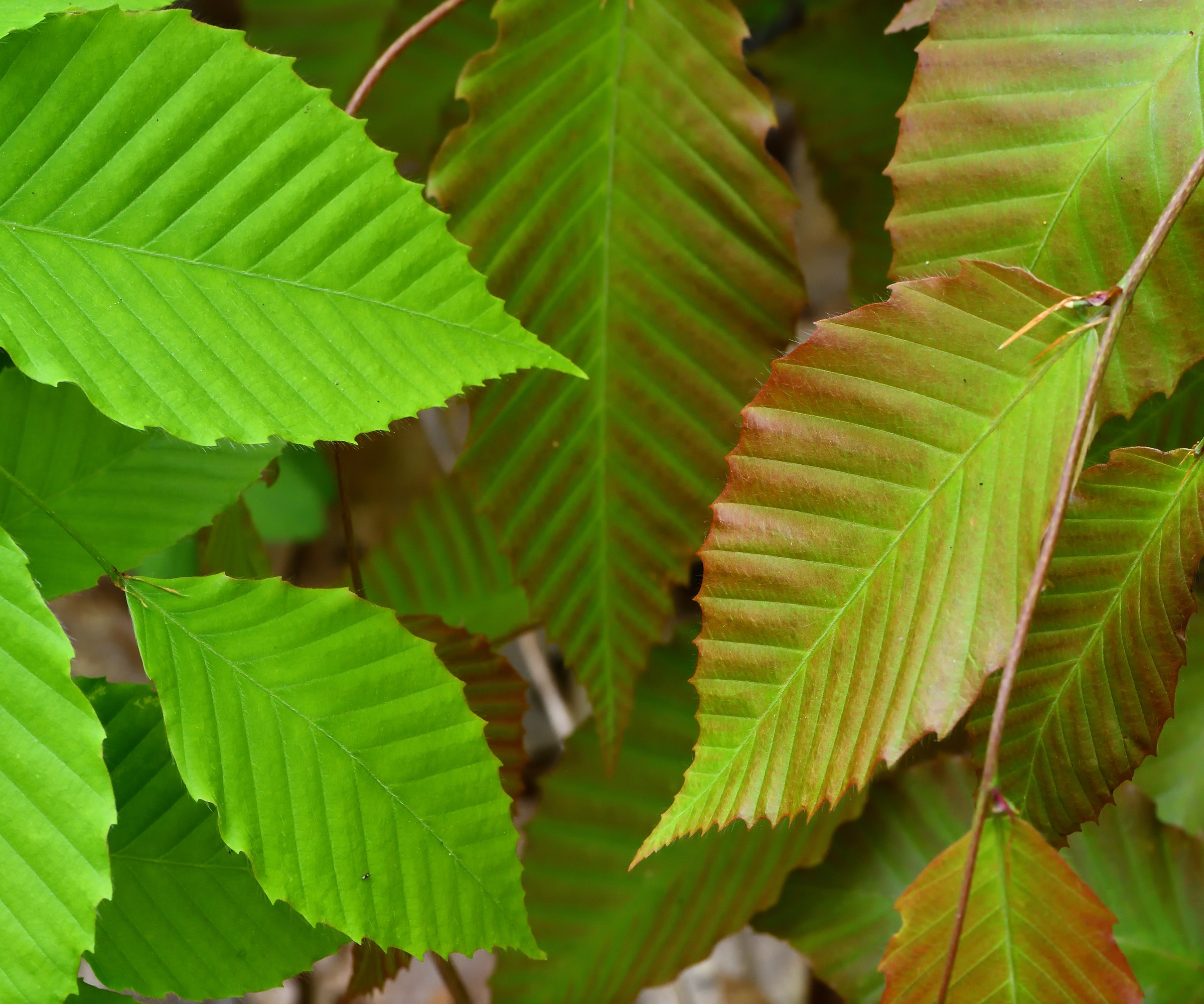 Fagus grandifolia, American Beech