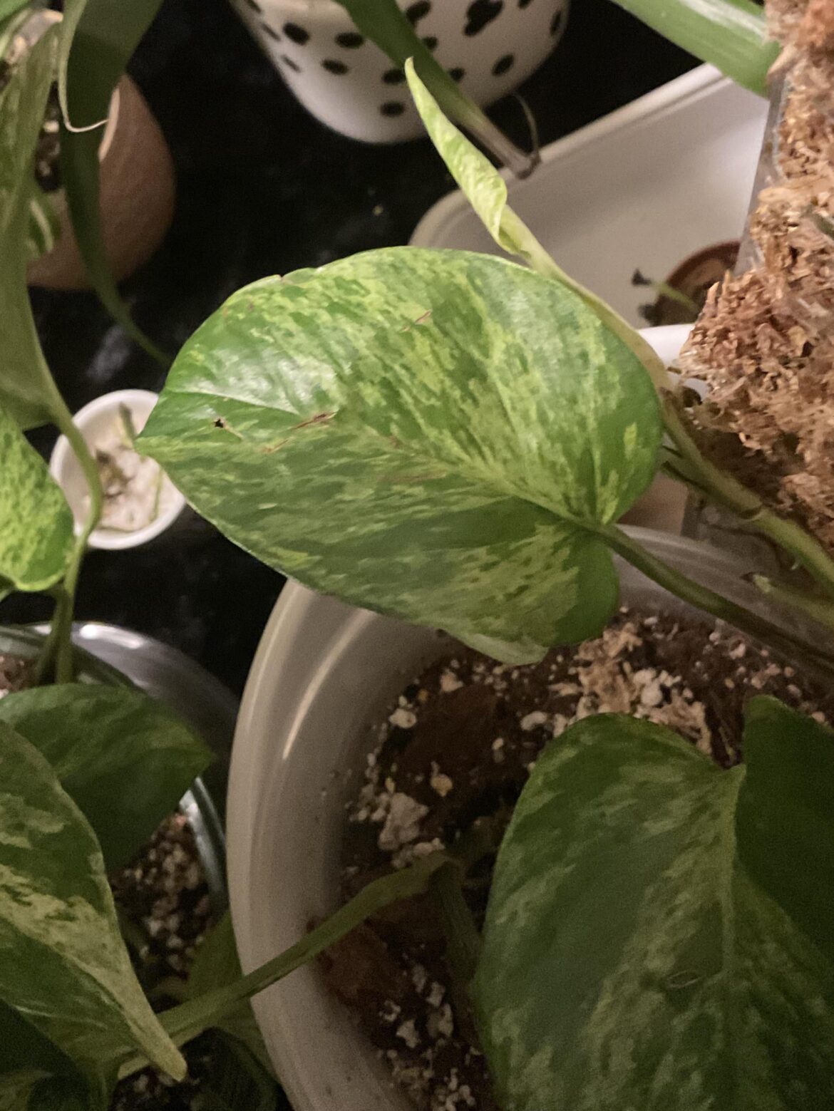 What are these brown lines?