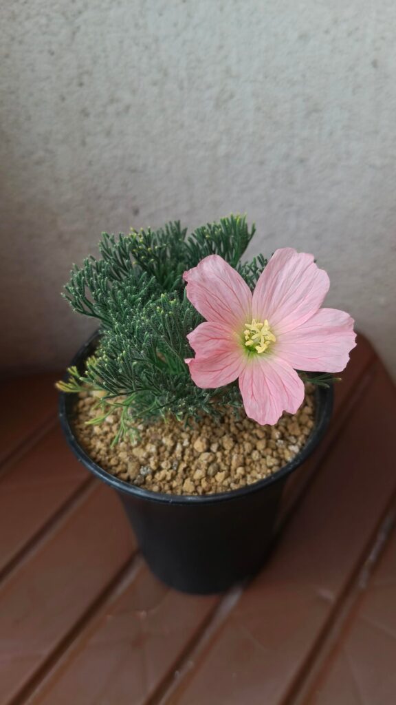 Repost: Sarcocaulon Flower much clear.