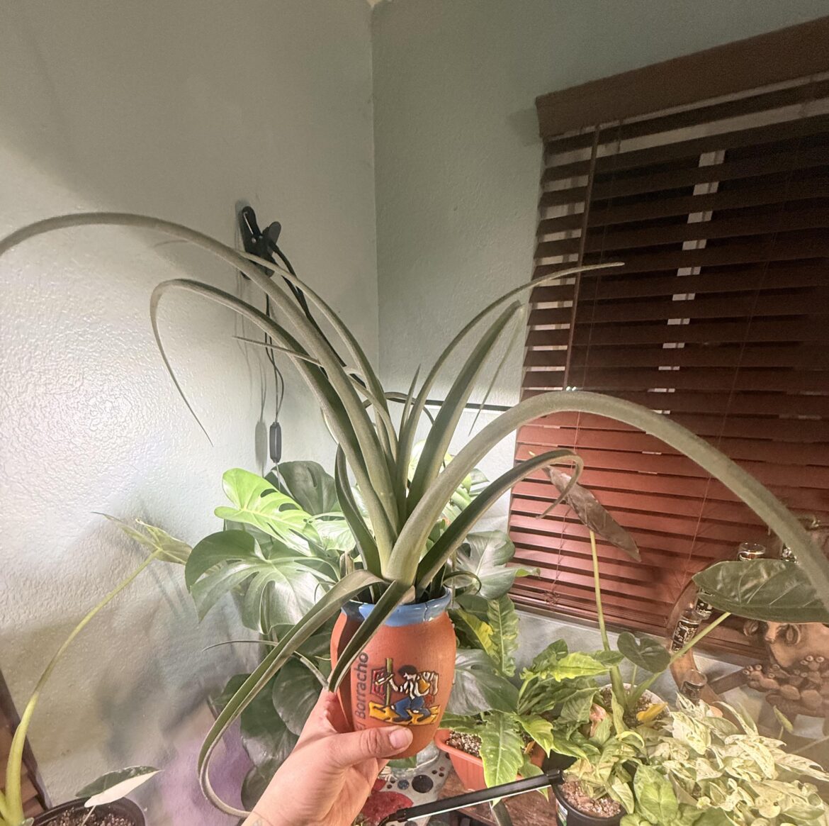 Curly slim I just got. She came potted in soil but my understanding is she doesn’t need to be in soil? Curly slim I just got. She came potted in soil but my understanding is she doesn't need to be in soil?