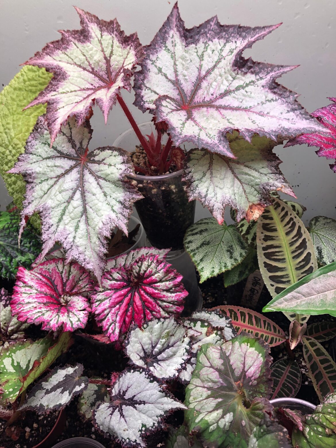 Is the top one Begonia bewitched Lavender?