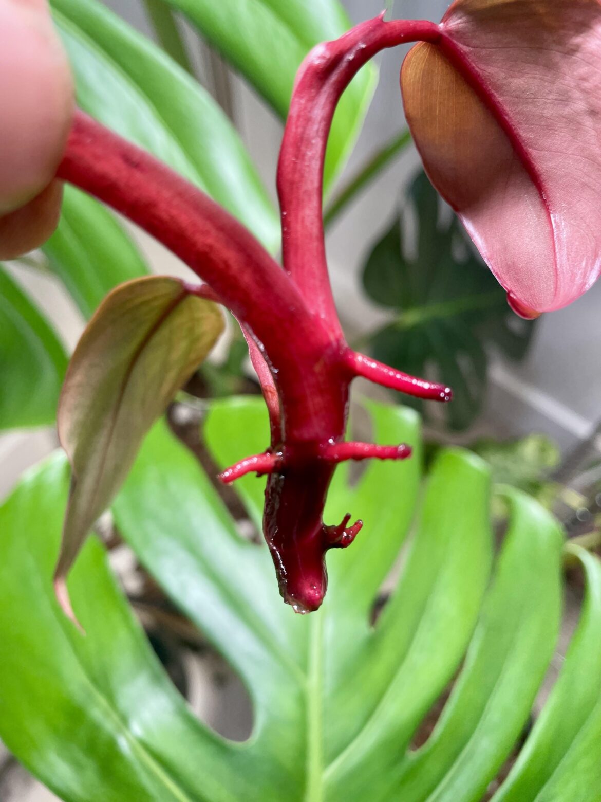 Strawberry shake, so cool even the roots have colour vibes…