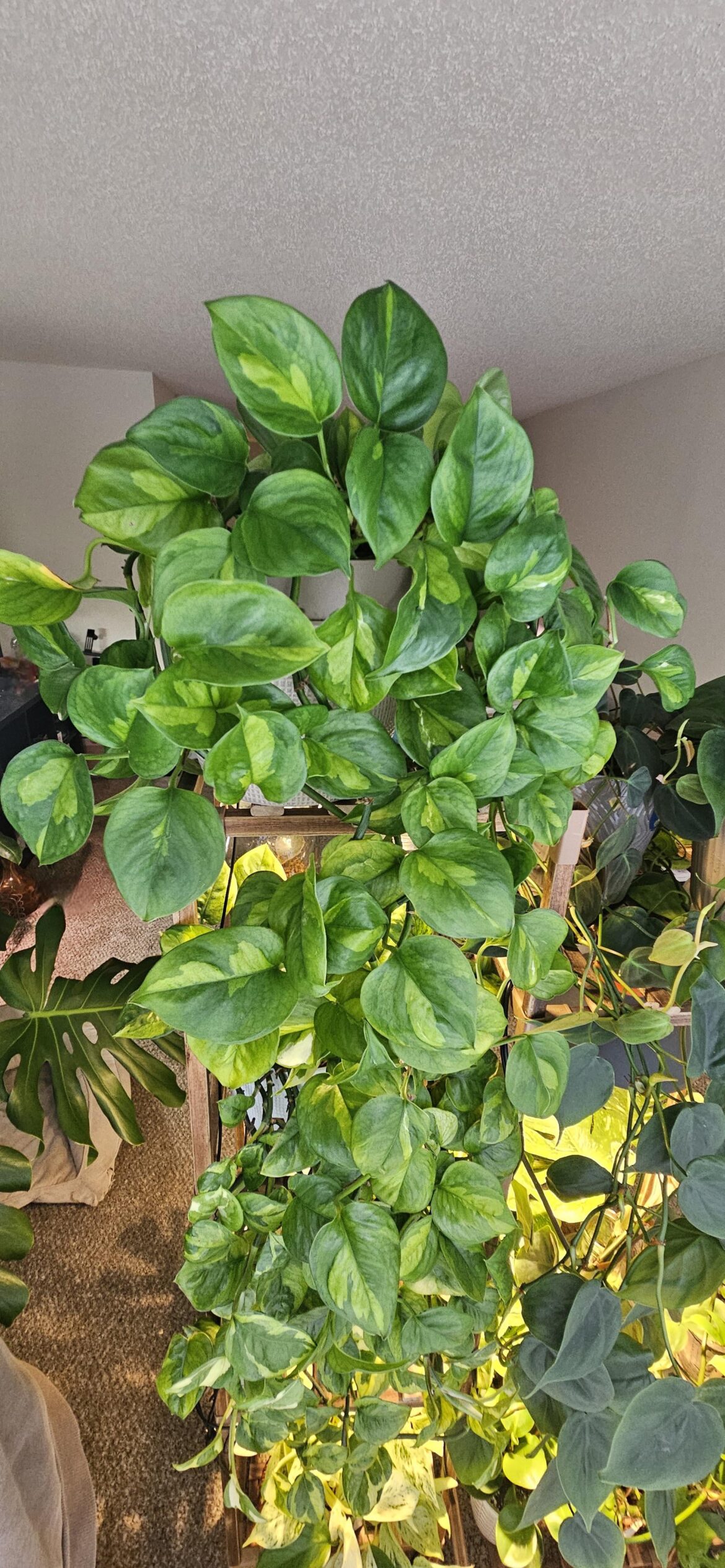 GG going strong for 4 years