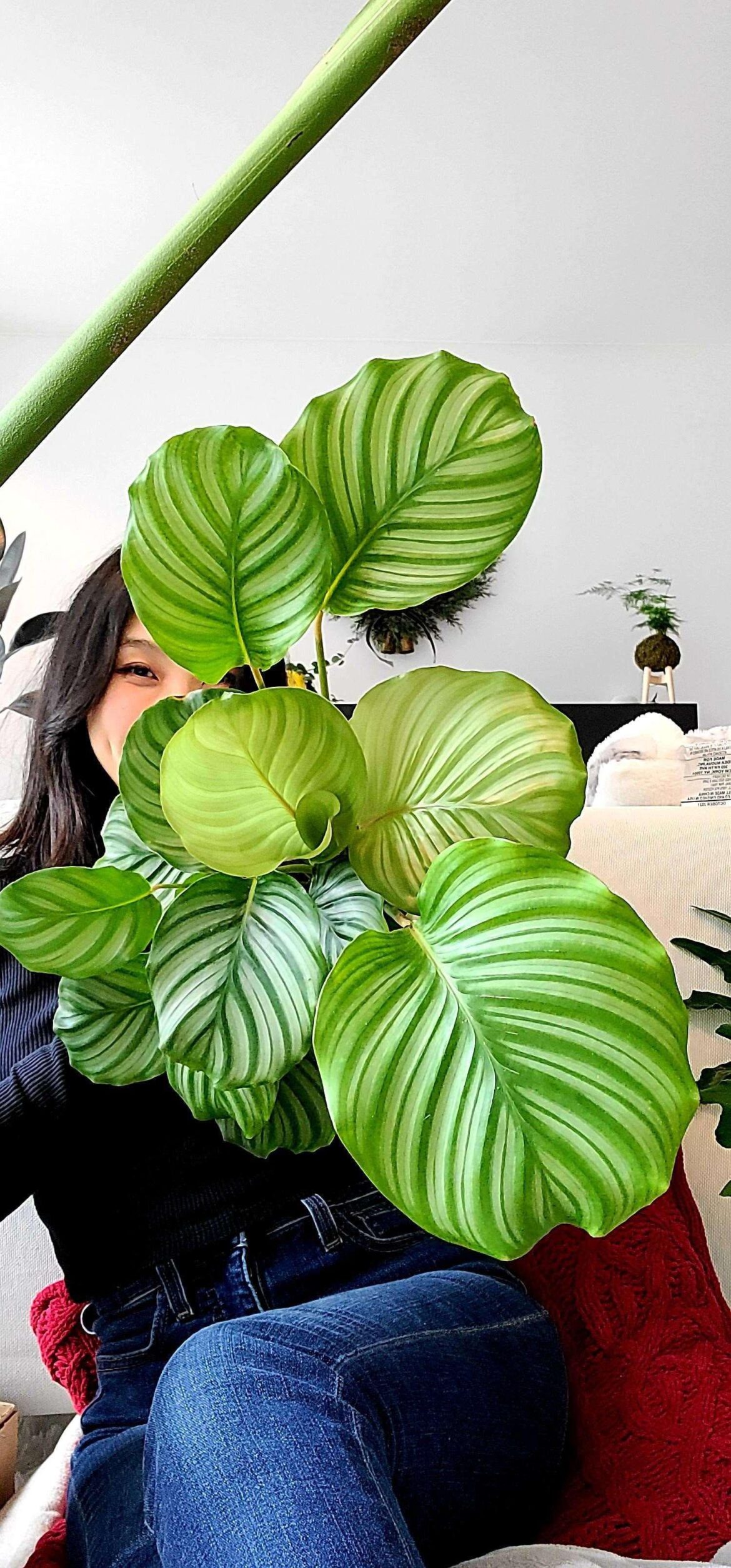 My favorite calathea.
