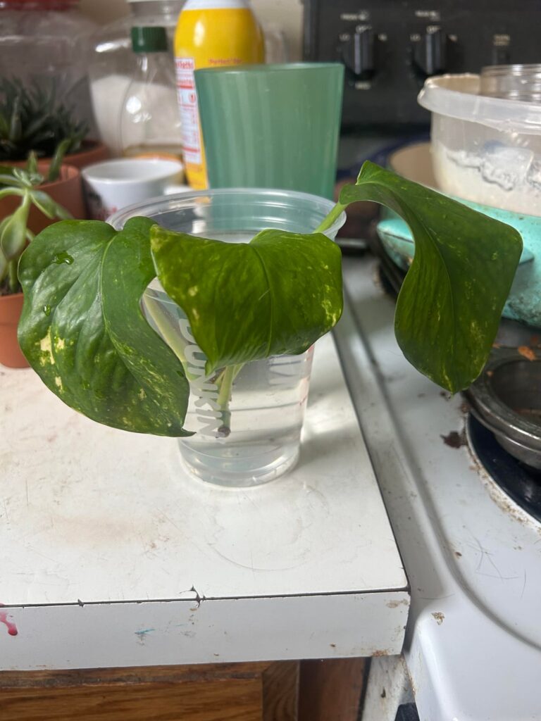 Was gifted this, what do I do? Was gifted this, what do I do?